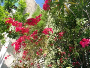 Flowering Tree - Buenos Aires