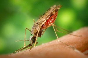 Dengue Fever Outbreak in Argentina